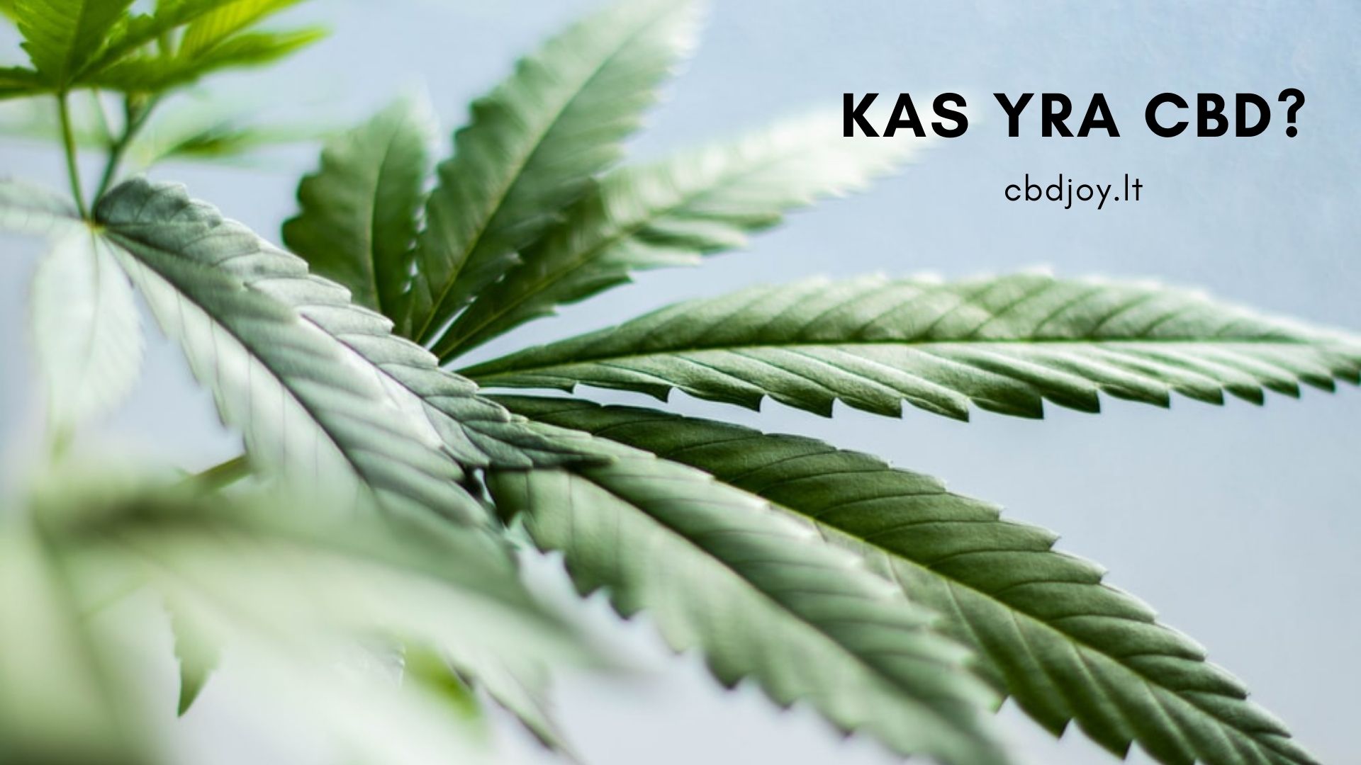 kas yra cbd