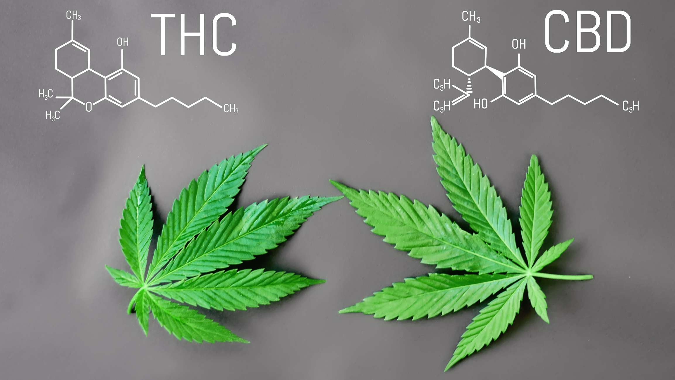 cbd ir thc palyginimas
