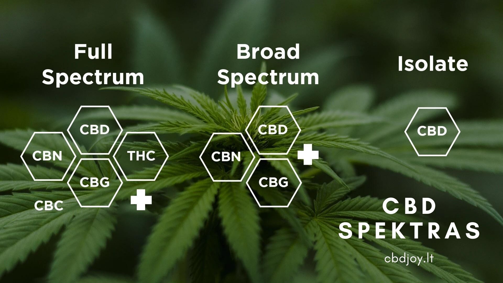 cbd spektras