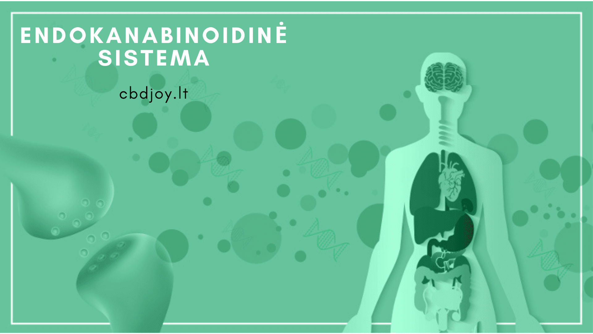 endokanabinoidine sistema