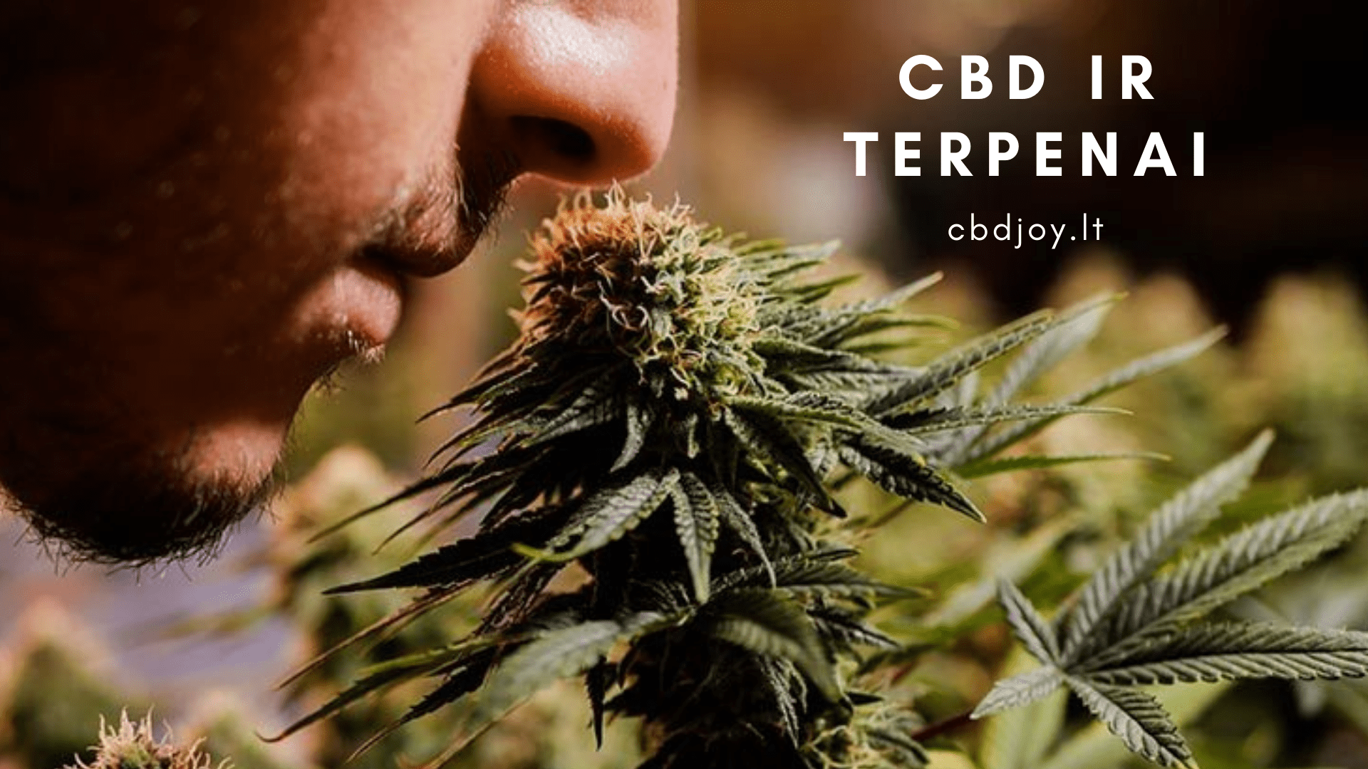 cbd ir terpenai