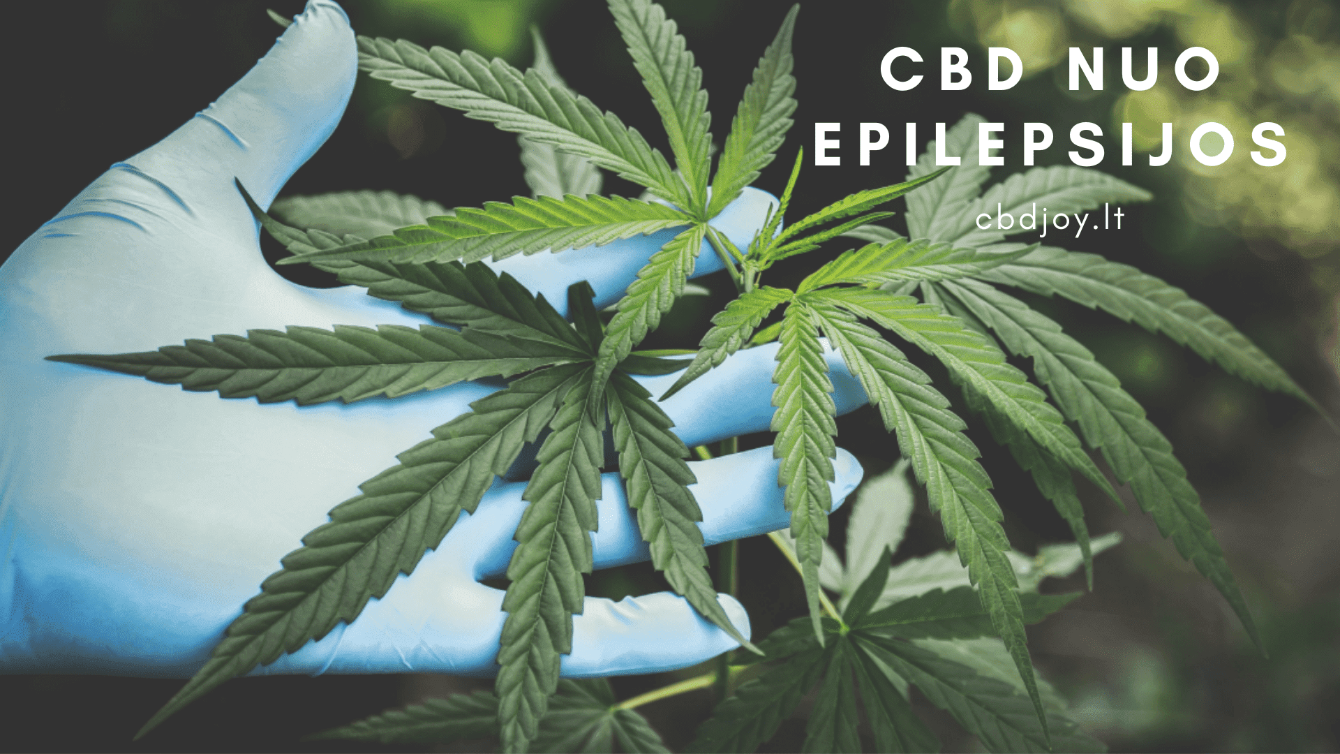cbd nuo epilepsijos