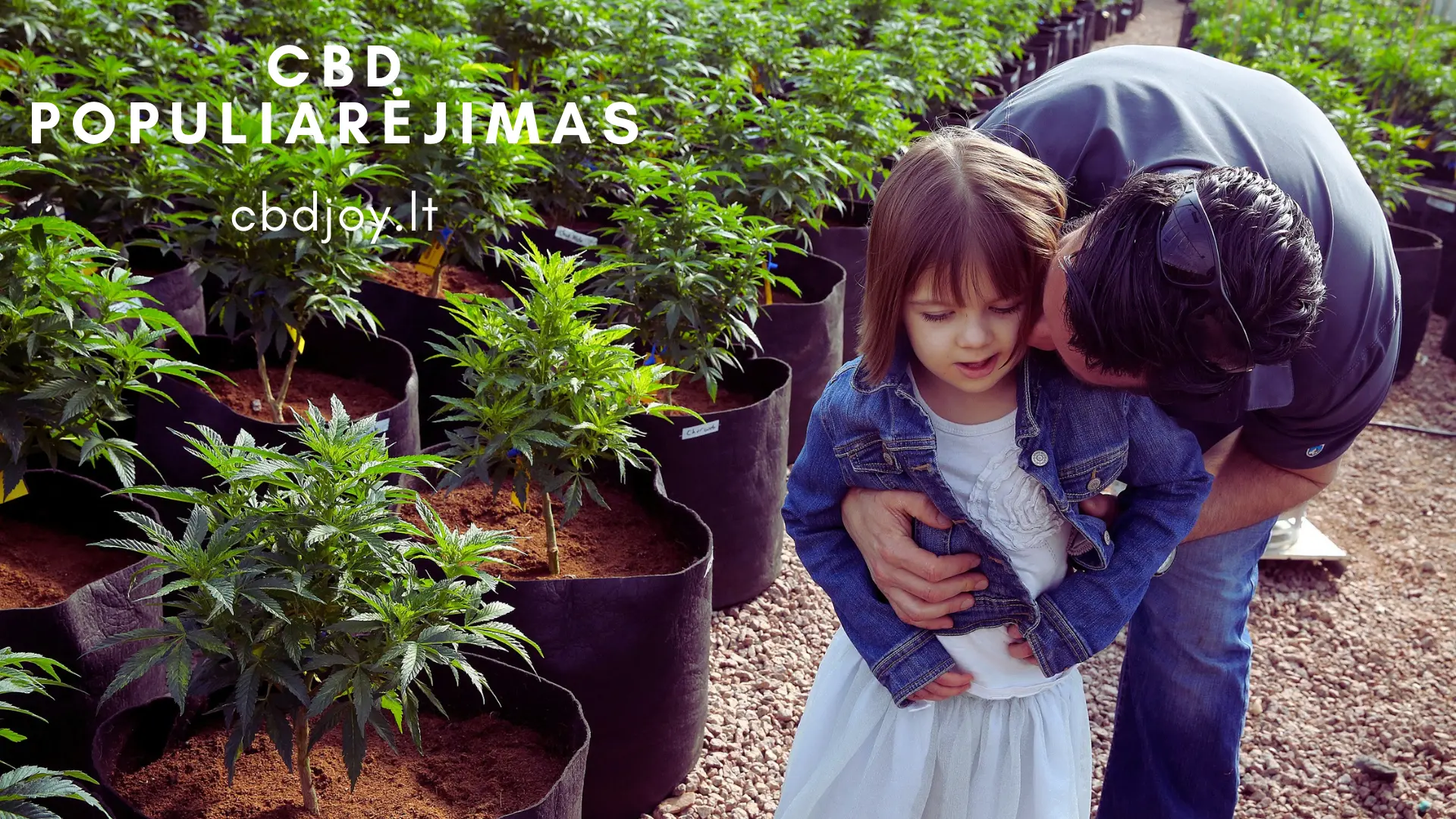 cbd populiarejimas